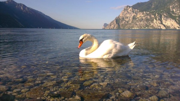 Лебедь на озере Garda