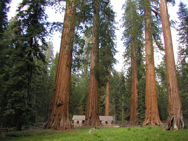 Giant Sequoias and Pioneers Cabin