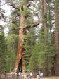 Grizzly Bear tree