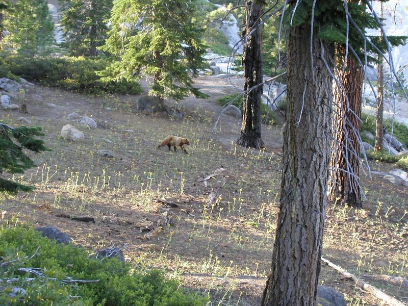 Young bear Yosemite
